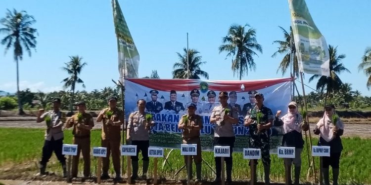 Dukung Swasembada Pangan, Pemkot Tanam Bibit Padi, Target 1.160 Hektar Sawah di Kota Bengkulu