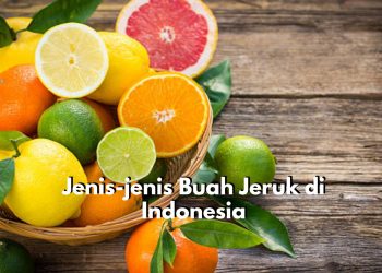 Ini Dia Jenis-jenis Jeruk yang Ada di Indonesia, Ada Jeruk Mandarin hingga Jeruk Kalamansi, Kamu Suka yang Mana?