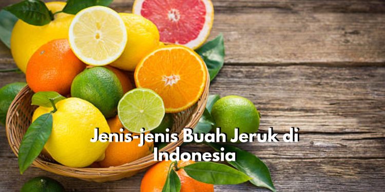 Ini Dia Jenis-jenis Jeruk yang Ada di Indonesia, Ada Jeruk Mandarin hingga Jeruk Kalamansi, Kamu Suka yang Mana?