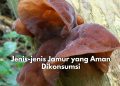 Inilah Rekomendasi Pilihan Jamur yang Aman Dikonsumsi, Ada Jamur Kuping hingga Jamur Kancing