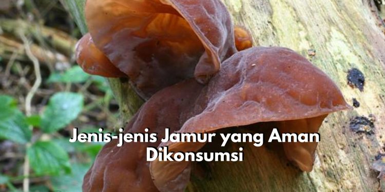 Inilah Rekomendasi Pilihan Jamur yang Aman Dikonsumsi, Ada Jamur Kuping hingga Jamur Kancing