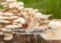 Jangan Anggap Sepele! Cek Efek Samping Konsumsi Jamur Tiram Berlebihan, Dapat Memicu Alergi