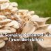 Jangan Anggap Sepele! Cek Efek Samping Konsumsi Jamur Tiram Berlebihan, Dapat Memicu Alergi