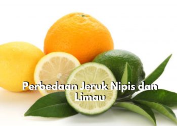 Sering Dianggap Sama Padahal Tidak! Inilah Perbedaan Jeruk Nipis dan Jeruk Limau, Bisa Dilihat dari Rasanya