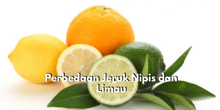 Sering Dianggap Sama Padahal Tidak! Inilah Perbedaan Jeruk Nipis dan Jeruk Limau, Bisa Dilihat dari Rasanya