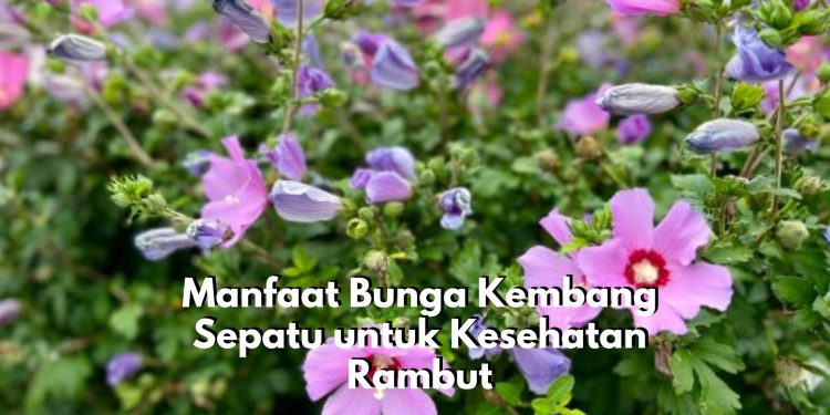 Dapat Menunda Pertumbuhan Uban, Cek Disini Manfaat dari Tanaman Bunga Kembang Sepatu untuk Rambut