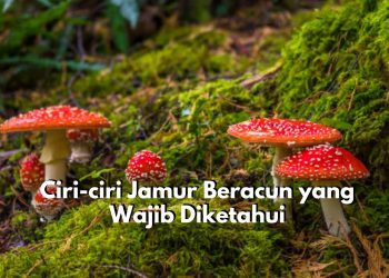 Waspadai! Ini Dia Ciri-ciri Jamur yang Mengandung Racun, Baunya Begitu Menyengat