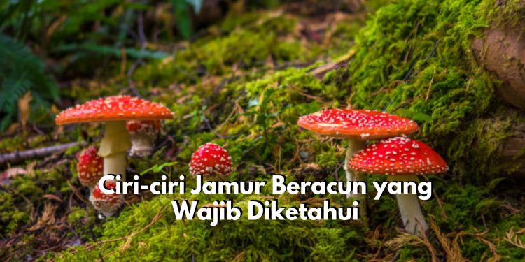 Waspadai! Ini Dia Ciri-ciri Jamur yang Mengandung Racun, Baunya Begitu Menyengat