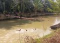 Meriahkan HUT RI ke-80, Warga Talang Dantuk Gelar Lomba Renang di Sungai Ngalam