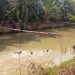 Meriahkan HUT RI ke-80, Warga Talang Dantuk Gelar Lomba Renang di Sungai Ngalam