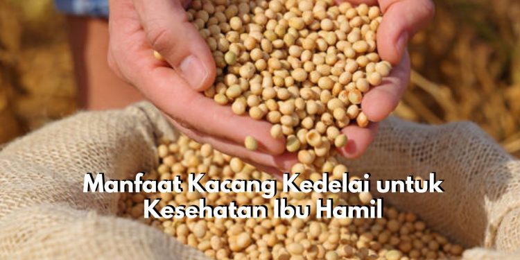 Taukah Kamu? Ternyata Kacang Kedelai Baik di Konsumsi Ibu Hamil, Lihat Manfaatnya Disini!