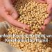 Taukah Kamu? Ternyata Kacang Kedelai Baik di Konsumsi Ibu Hamil, Lihat Manfaatnya Disini!