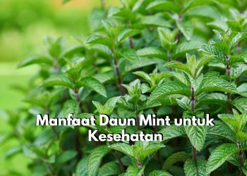 Baik untuk Tubuh! Inilah 7 Manfaat yang Tersembunyi dalam Daun Mint untuk Kesehatan