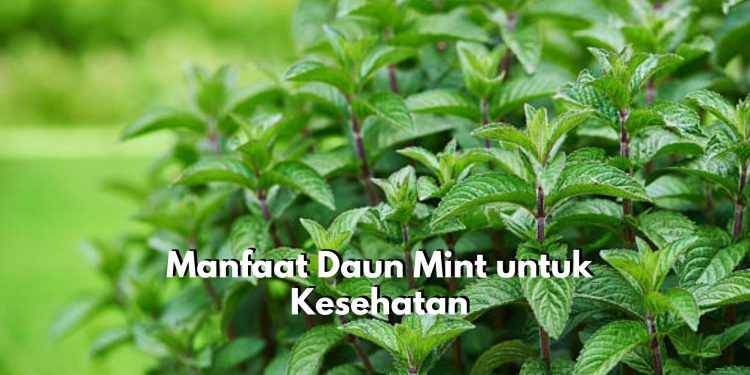 Baik untuk Tubuh! Inilah 7 Manfaat yang Tersembunyi dalam Daun Mint untuk Kesehatan
