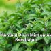 Baik untuk Tubuh! Inilah 7 Manfaat yang Tersembunyi dalam Daun Mint untuk Kesehatan