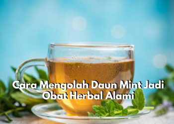 Ada Segudang Cara Sederahana yang Bisa Dicoba untuk Mengolah Daun Mint Jadi Obat Herbal, Paling Populer Teh Daun Mint