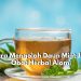 Ada Segudang Cara Sederahana yang Bisa Dicoba untuk Mengolah Daun Mint Jadi Obat Herbal, Paling Populer Teh Daun Mint