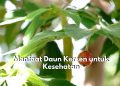 Punya Masalah Pada Pencernaan? Coba Atasi dengan Konsumsi Daun Kersen, Cek Manfaat Lainnya Disini!