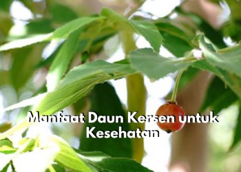 Punya Masalah Pada Pencernaan? Coba Atasi dengan Konsumsi Daun Kersen, Cek Manfaat Lainnya Disini!