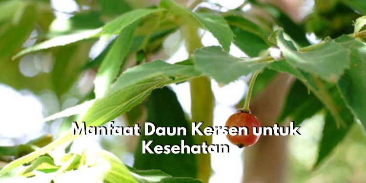 Punya Masalah Pada Pencernaan? Coba Atasi dengan Konsumsi Daun Kersen, Cek Manfaat Lainnya Disini!