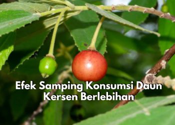 Tak Selalu Baik! Inilah Sederet Efek Samping Konsumsi Daun Kersen Berlebihan