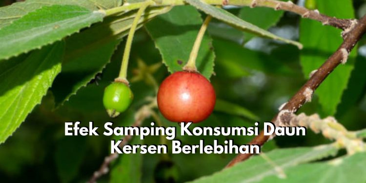 Tak Selalu Baik! Inilah Sederet Efek Samping Konsumsi Daun Kersen Berlebihan