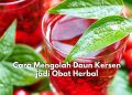 Mudah Banget! Begini Cara Mengolah Daun Kersen jadi Ramuan Herbal Tradisonal, Tanpa Campuran Bahan Apapun