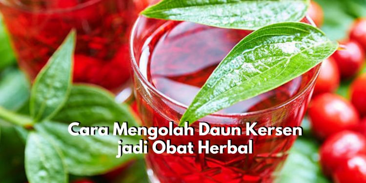 Mudah Banget! Begini Cara Mengolah Daun Kersen jadi Ramuan Herbal Tradisonal, Tanpa Campuran Bahan Apapun