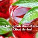 Mudah Banget! Begini Cara Mengolah Daun Kersen jadi Ramuan Herbal Tradisonal, Tanpa Campuran Bahan Apapun