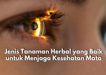 Rekomendasi Tanaman Herbal yang Baik untuk Menjaga Kesehatan Mata, Ada Daun Sirih hingga Goldenseal
