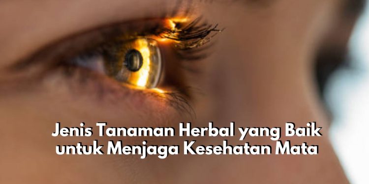Rekomendasi Tanaman Herbal yang Baik untuk Menjaga Kesehatan Mata, Ada Daun Sirih hingga Goldenseal