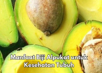 Cek Manfaat Lain Biji Alpukat di Sini, Dapat Menurunkan Kolesterol