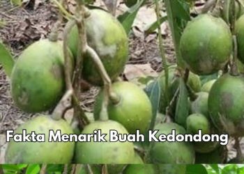 Kulitnya Bisa Dimakan, Ini Fakta Lain Buah Kedondong yang Perlu Diketahui, Cek Sekarang