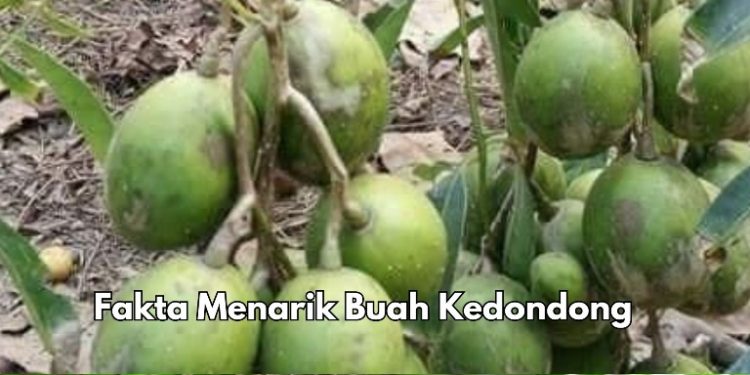 Kulitnya Bisa Dimakan, Ini Fakta Lain Buah Kedondong yang Perlu Diketahui, Cek Sekarang