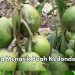 Kulitnya Bisa Dimakan, Ini Fakta Lain Buah Kedondong yang Perlu Diketahui, Cek Sekarang