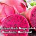 6 Manfaat Buah Naga untuk Bumil, Cek di Sini! Dipercaya Dapat Melawan Infeksi