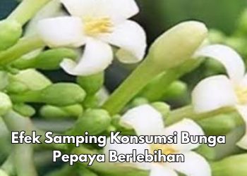 Konsumsi Bunga Pepaya Berlebihan, Bisa Sebabkan Penurunan Tekanan Darah, Cek di Sini