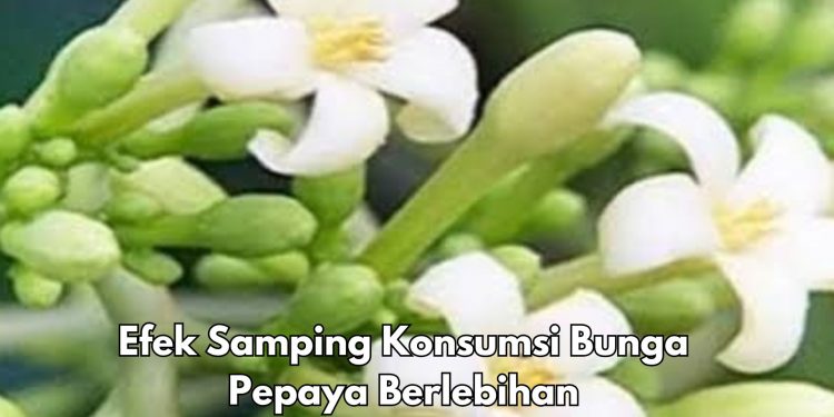 Konsumsi Bunga Pepaya Berlebihan, Bisa Sebabkan Penurunan Tekanan Darah, Cek di Sini