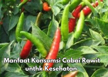 Cabai Rawit Bisa Meredakan Nyeri, Cek Manfaat Baiknya untuk Tubuh di Sini