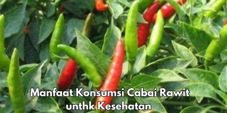 Cabai Rawit Bisa Meredakan Nyeri, Cek Manfaat Baiknya untuk Tubuh di Sini