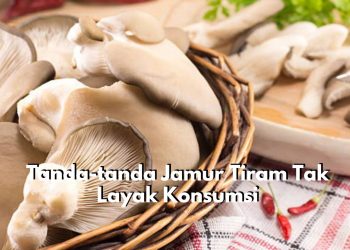 Cek Disini 5 Tanda-tanda Jamur Tiram Sudah Tak Layak Konsumsi, Paling Umum Perubahan pada Warna