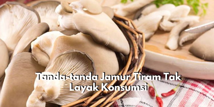 Cek Disini 5 Tanda-tanda Jamur Tiram Sudah Tak Layak Konsumsi, Paling Umum Perubahan pada Warna