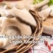 Cek Disini 5 Tanda-tanda Jamur Tiram Sudah Tak Layak Konsumsi, Paling Umum Perubahan pada Warna