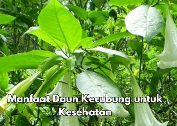 8 Manfaat Daun Kecubung bagi Tubuh, Cek di Sini! Ampuh Mengatasi Gangguan Pencernaan
