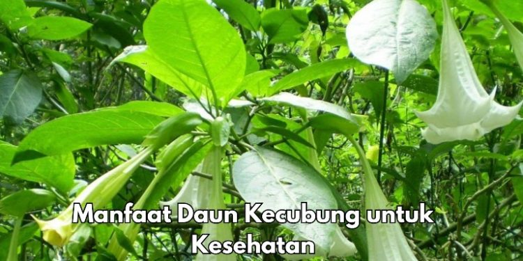 8 Manfaat Daun Kecubung bagi Tubuh, Cek di Sini! Ampuh Mengatasi Gangguan Pencernaan