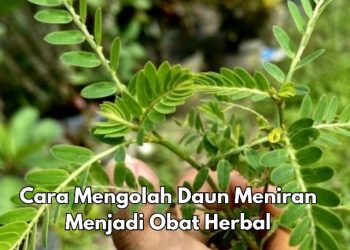 Daun Meniran Bisa Diolah Menjadi Jus, Cek Olahan Lainnya di Sini, Simpel dan Mudah Dibuat