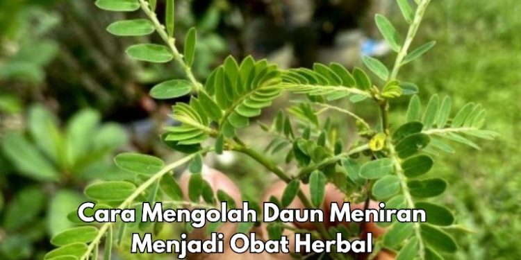 Daun Meniran Bisa Diolah Menjadi Jus, Cek Olahan Lainnya di Sini, Simpel dan Mudah Dibuat