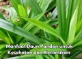 Wah, Jerawat Bisa Diatasi dengan Daun Pandan, Cek Manfaat Lainnya di Sini