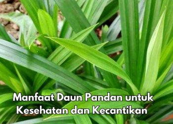 Wah, Jerawat Bisa Diatasi dengan Daun Pandan, Cek Manfaat Lainnya di Sini