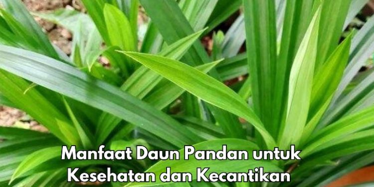 Wah, Jerawat Bisa Diatasi dengan Daun Pandan, Cek Manfaat Lainnya di Sini